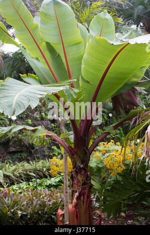 Ensete Banane Busch im Garten Ensete Maurelli. Pflanze mit großen roten Blätter Stockfoto