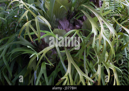 Nahaufnahme Foto Platycerium Blätter. Hirschhorn-Farn Stockfoto