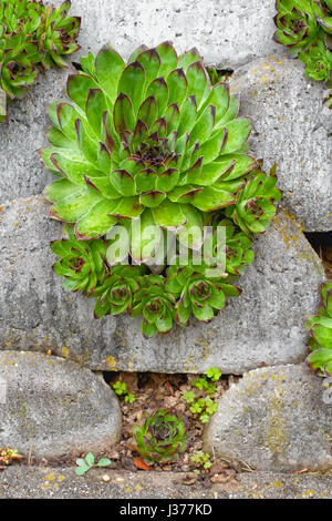 Hauswurz oder Sempervivum tectorum Stockfoto