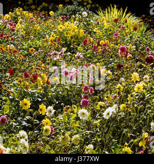 Blühende Pflanzen im Garten. Stockfoto