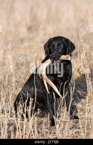 Black Lab Jagd Hund mit einem Schuppen Geweih Stockfoto