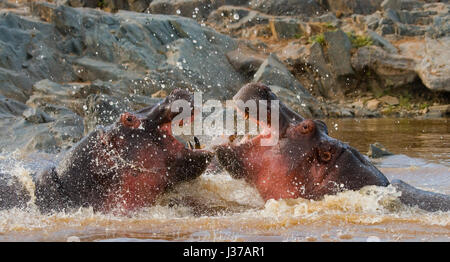 Zwei Flusspferde kämpfen miteinander. Botswana. Okavango Delta. Stockfoto