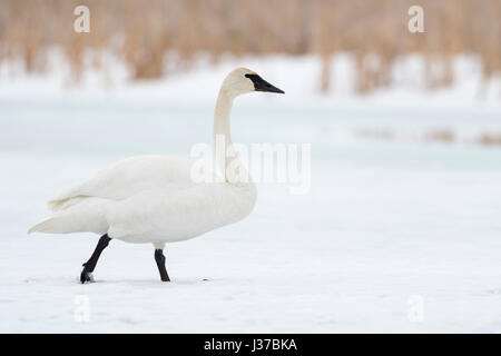 Trompeter Schwan / Trompeterschwan (Cygnus Buccinator) im Winter, zu Fuß über einen gefrorenen Schnee und Eis bedeckt River, Grand Teton NP, Wyoming, USA. Stockfoto