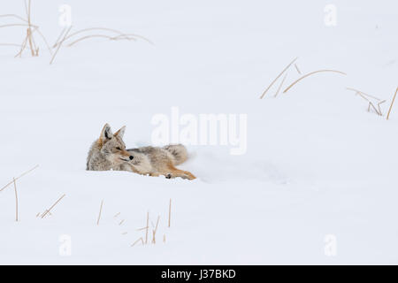 Kojote / Kojote (Canis Latrans), Erwachsene, im Winter ruhen, im Schnee liegen, beobachten Sie aufmerksam, Yellowstone NP, USA. Stockfoto