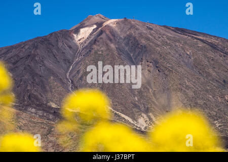 Der Teide mit Schwerpunkt gelben Blüten im Vordergrund und tiefblauen Himmel über Las Canadas del Teide National Park, Teneriffa, Kanarische Inseln, S Stockfoto