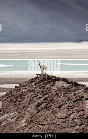 Guanako Weiden in der Nähe von Lagunas Miscanti y Miniques, Miscanti See, Atacama Wüste, Chile. Stockfoto