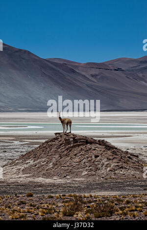 Guanako Weiden in der Nähe von Lagunas Miscanti y Miniques, Miscanti See, Atacama Wüste, Chile. Stockfoto