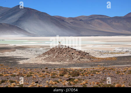 Guanako Weiden in der Nähe von Lagunas Miscanti y Miniques, Miscanti See, Atacama Wüste, Chile. Stockfoto