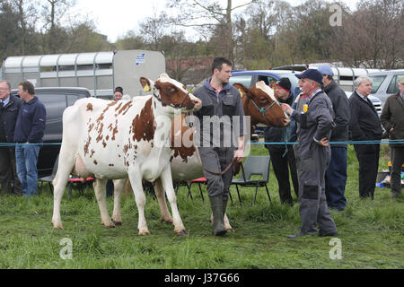 Ochiltree, Ayrshire, Schottland, Großbritannien. Jährliche schottische Dorf landwirtschaftliche Show in Ochiltree, Ayrshire. Farm Hand führt Kuh in den Schauring Stockfoto