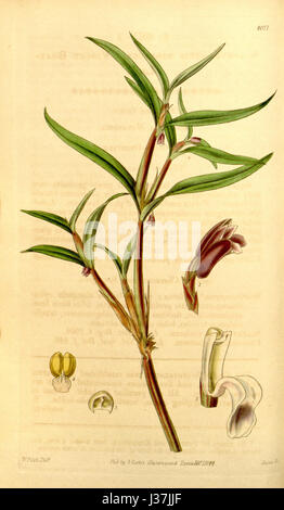 Eine botanische Illustration aus dem *Curtis' Botanical Magazine* mit *Cladobium graminifolium* (früher bekannt als *Scaphyglottis violacea*), einer Orchideenart, die in tropischen Regionen beheimatet ist. Stockfoto