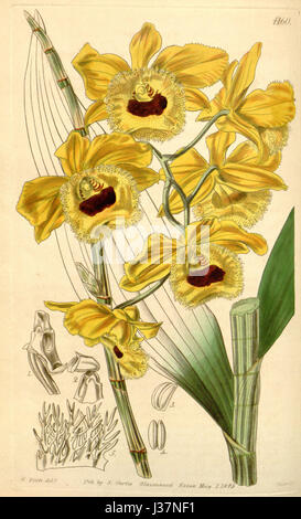 Diese Illustration aus dem Botanical Magazine von Curtis zeigt die Orchideenart Dendrobium fimbriatum, eine tropische Pflanze, die für ihre charakteristischen floralen Eigenschaften bekannt ist, insbesondere die Sorte oculatum. Stockfoto
