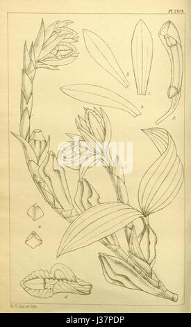 Diese botanische Illustration aus Hookers „Icones Plantarum“ zeigt die Coelogyne occultata, eine Orchideenart, die für ihre charakteristischen floralen Eigenschaften bekannt ist, als Teil eines detaillierten botanischen Katalogs. Stockfoto