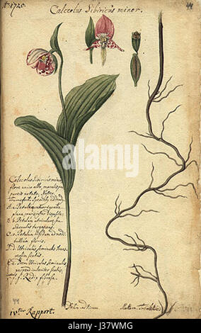 Cypripedium guttatum, auch bekannt als der gefleckte Damenschuh, ist eine in Nordamerika heimische Orchideenart. Sie ist bekannt für ihre charakteristischen gefleckten Blütenblätter und ihre einzigartige Blütenstruktur, was sie zu einer bedeutenden Art für botanische Studien und Erhaltung macht. Stockfoto