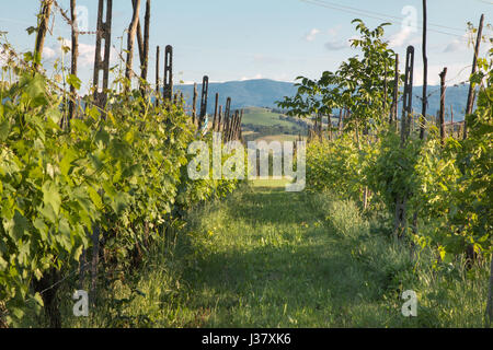 Schönen herbstlichen Weinberg-Landschaft mit Reihen von Weinstöcken Stockfoto