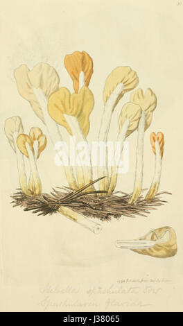 Diese Illustration aus „farbigen Figuren englischer Pilze“ zeigt ein detailliertes, handgefärbtes Bild einer in England heimischen Pilzart und zeigt die Komplexität und Genauigkeit der botanischen Illustration. Stockfoto