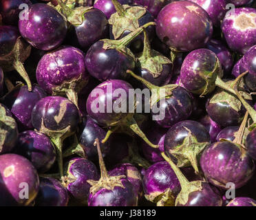 Sorten von Runde Auberginen als A Hintergrund Stockfoto