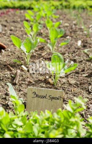 Rosenkohl wachsen in einen Gemüsegarten Stockfoto