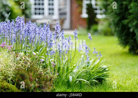 Glockenblumen in einem Garten Blumenbeet mit Wiese im Garten und Haus im Hintergrund Stockfoto