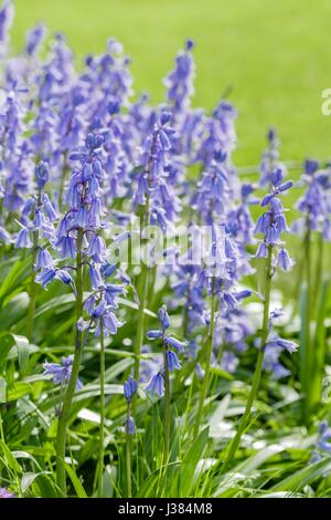 Glockenblumen in einem Garten mit Liegewiese im Hintergrund Stockfoto