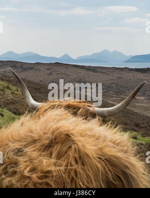 Bereich Cuillins Cuillin Isle Of Skye gesehen durch die Hörner einer Highland-Kuh in der Nähe von Applecross, Schottisches Hochland Stockfoto