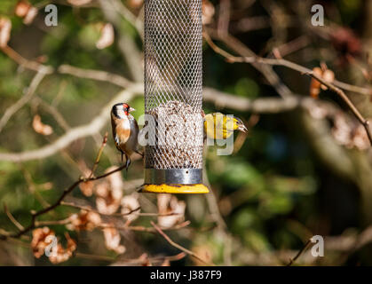 Eurasische Zeisig (Zuchtjahr Spinus) und europäische Stieglitz (Zuchtjahr Zuchtjahr) Fütterung auf Sonnenblumen Herzen aus ein Futterhäuschen für Vögel im Garten Surrey, UK Stockfoto