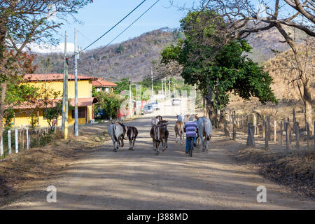 Rajada, Guanacaste, Costa Rica - April 11: Mann an einem Fahrrad hüten Kühe auf der Hauptstraße. 11. April 2017, Rajada, Guanacaste, Costa Rica. Stockfoto