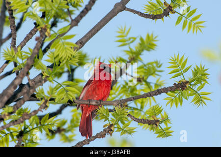 Little Canada, Minnesota. Gervais Mill Park. Männlichen Northern Cardinal, Cardinalis Cardinalis, sitzt in einem Baum im Frühling. Stockfoto