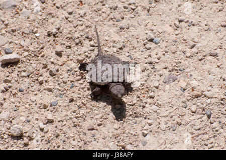 Vadnais Heights, MN. Vadnais Lake Regionalpark. Baby Schnappschildkröte, Chelydra Serpentina, in Richtung zum See. Stockfoto