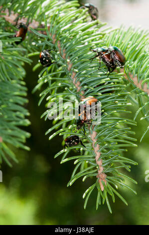 Vadnais Heights, Minnesota.  Japanische Käfer, Popillia Japonica Paarung auf eine Fichte. Stockfoto