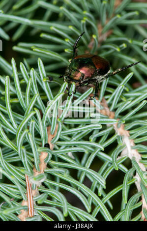 Vadnais Heights, Minnesota.  Japanische Käfer, Popillia Japonica auf eine Fichte. Stockfoto