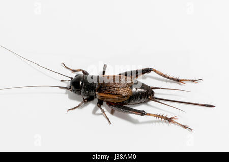 Vadnais Heights, Minnesota.  Weibliche Herbst Field Cricket, Gryllus Pennsylvanicus auf weißem Hintergrund. Stockfoto