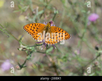 Silber-washed Fritillary (Argynnis Paphia) Stockfoto