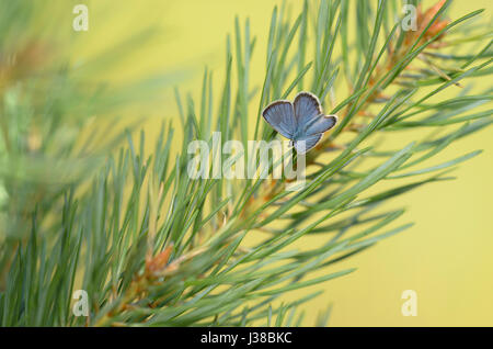 Idas blau (Plebejus Idas) Stockfoto