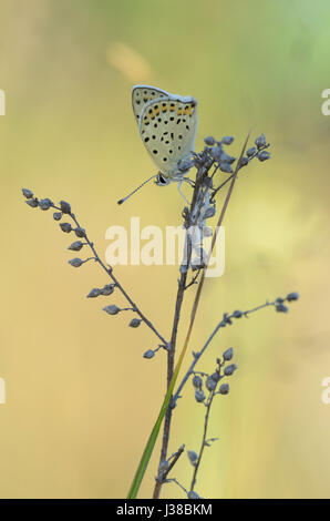 Rußiger Kupfer (Lycaena Tityrus) Stockfoto