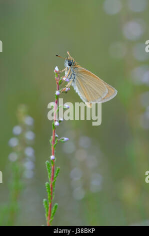 Europäische Skipper (Thymelicus kleine) Stockfoto