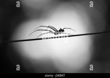 Spinne im Mondschein Stockfoto