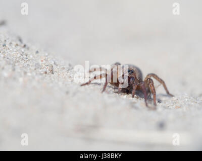 Spinne, Trochosa terricola Stockfoto