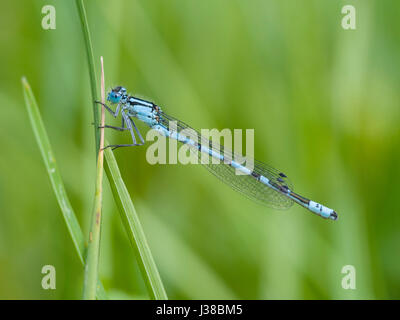 gemeinsamen blue Damselfly, Enallagma cyathigerum Stockfoto