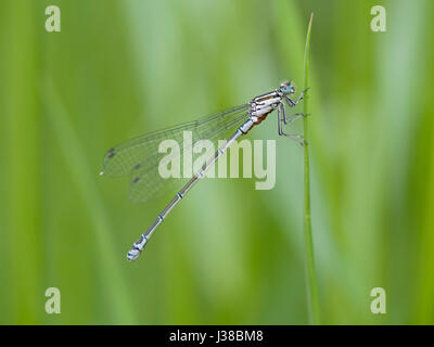 Knappen blau-tailed Damselfly, Ischnura pumilio Stockfoto