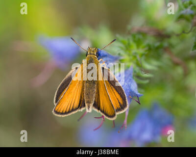 Europäische Skipper (Thymelicus Sylvestris) Stockfoto