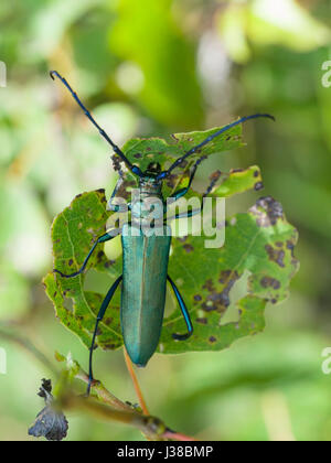 Moschus-Käfer, Aromia moschata Stockfoto