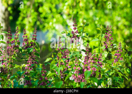 Fliederbusch im Frühling, junge lila Blume Zweige, lebendige grüne Laub Hintergrund, Wald, Ruhe Reinheit Konzept Stockfoto