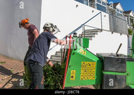 Baumschulgärtner Baum Chirurgen Holz Entsorgung GreenMech Baumpfleger 150 Holz Häcksler Zweig Entsorgung Laub Maschinenhandbuch Arbeitnehmer Stockfoto