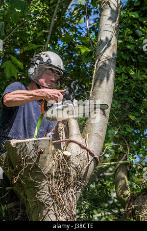 Arboriculturalist; Baumpfleger; Schneiden mit der Motorsäge; Klettern; Baum; Zweigniederlassung; Äste; Laub; Seil; Seile; Angeseilt; Sicherheitsgurt; Arbeiter Stockfoto