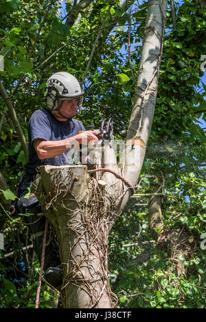 Arboriculturalist; Baumpfleger; Schneiden mit der Motorsäge; Baum; Zweigniederlassung; Äste; Laub; Seil; Seile; Angeseilt; Sicherheitsgurt; Arbeiter; -Übereinkommens Stockfoto