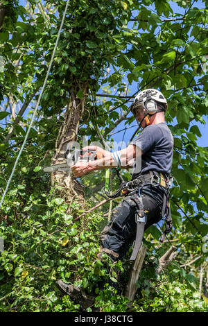 Ein Baumpfleger mit einer Kettensäge Ahorn Baum klettern Baum Zweige Laub Seil Seile angeseilt schneiden Sicherheit Kabelbaum Arbeiter Stockfoto