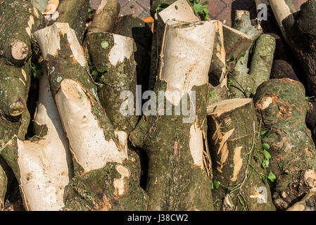 Ein Haufen von frisch geschnittenen Protokolle Sycamore Rinde Textur gesägt Holzscheite Holz Stapel niemand Stockfoto
