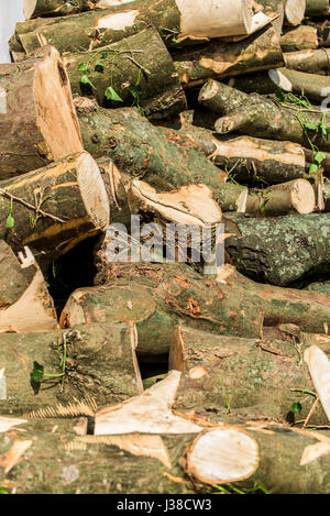 Ein Haufen von frisch geschnittenen Protokolle Sycamore Rinde Textur gesägt Holzscheite Holz Stapel niemand Stockfoto