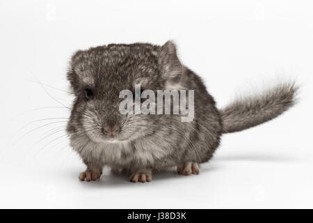 Baby-Chinchilla grau auf weiß Stockfoto