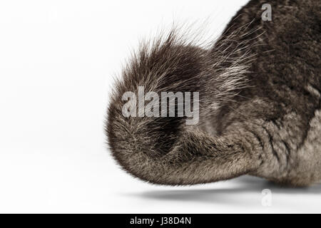 Heck des Chinchilla grau auf weiß Stockfoto